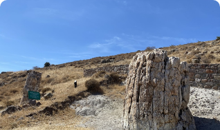 Petrified Forest of Lesvos, ancient fossilised trees